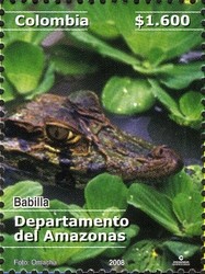 Colnect-1700-812-Brown-Caiman-Caiman-crocodilus-fuscus.jpg