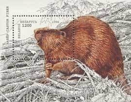 Colnect-191-342-Eurasian-Beaver-Castor-fiber.jpg