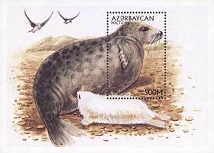 Colnect-196-127-Caspian-Seal-Phoca-caspica.jpg