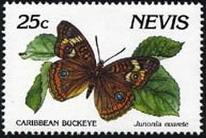 Colnect-2159-926-West-Indean-Buckeye-Junonia-evarete.jpg