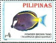 Colnect-3001-788-Powder-Brown-Tang-Acanthurus-japonicus.jpg