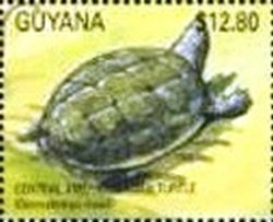 Colnect-3503-683-Central-American-River-Turtle-Dermatemys-mawii.jpg