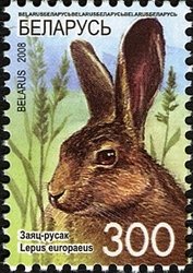 Colnect-411-554-European-Hare-Lepus-europaeus.jpg