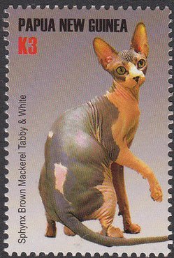 Colnect-4215-342-Sphynx-brown-mackerel-tabby-and-white.jpg