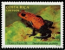 Colnect-4841-917-Strawberry-Poison-dart-Frog-Dendrobates-pumilio.jpg