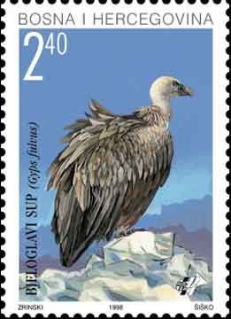 Colnect-532-254-Griffon-Vulture-Gyps-fulvus.jpg