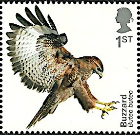 Colnect-5719-356-Common-Buzzard-Buteo-buteo.jpg