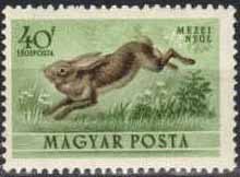 Colnect-597-445-European-Hare-Lepus-europaeus.jpg