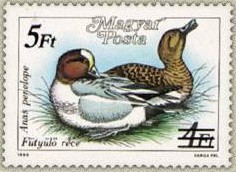 Colnect-605-668-Eurasian-Wigeon-Anas-penelope.jpg