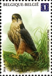 Colnect-619-100-Eurasian-Hobby-Falco-subbuteo.jpg