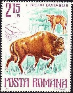 Colnect-629-649-European-Bison-Bison-bonasus.jpg