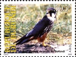 Colnect-962-076-Eurasian-Hobby-Falco-subbuteo.jpg