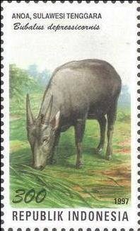 Colnect-1143-422-Lowland-Anoa-Bubalus-depressicornis.jpg