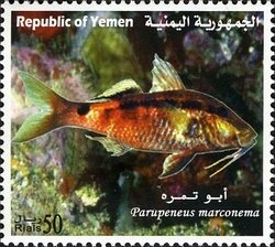 Colnect-960-993-Long-barbel-Goatfish-Parupeneus-marconema.jpg