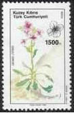 Colnect-1178-917-Cyprus-Rock-Cress-Arabis-cypria.jpg