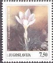 Colnect-867-926-Crocus--rujanensis.jpg