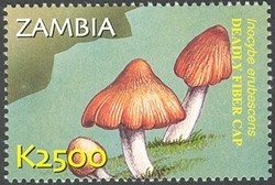 Colnect-934-610-Inocybe-erubescens.jpg