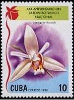 Colnect-2247-877-Coelogyne-flaccida.jpg