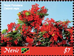 Colnect-5664-368-Royal-Poinciana-Delonix-regia.jpg