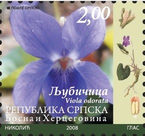 Colnect-1308-166-Violet-Viola-odorata.jpg