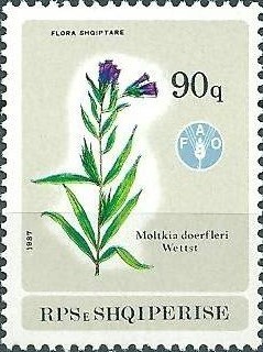 Colnect-1486-980-Moltkia-doerfleri.jpg