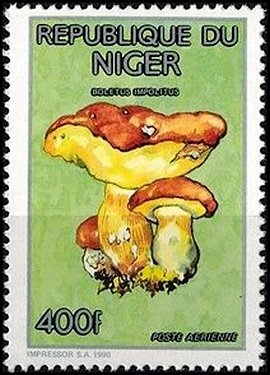 Colnect-2953-404-Boletus-impolitus.jpg