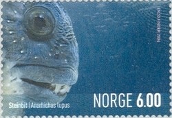 Colnect-447-320-Atlantic-wolffish-Anarhichas-lupus.jpg