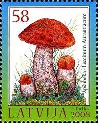 Colnect-471-200-Orange-cap-boletus-Leccinum-aurantiacum.jpg