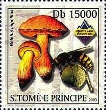 Colnect-5275-171-Boletus-impolitus.jpg