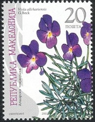 Colnect-575-824-Viola-allchariensis.jpg