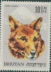 Colnect-866-509-Dhole-Cuon-alpinus.jpg