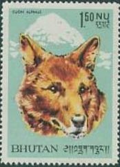 Colnect-874-606-Dhole-Cuon-alpinus.jpg