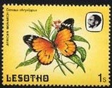 Colnect-1259-349-African-Monarch-Danaus-chrysippus.jpg