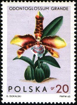 Colnect-3066-455-Odontoglossum-Grande.jpg