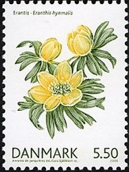 Colnect-411-875-Winter-Aconite-Eranthis-hyemalis.jpg