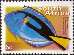 Colnect-514-444-Palette-Surgeonfish-Paracanthurus-hepatus.jpg