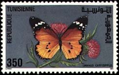 Colnect-556-417-African-Monarch-Danaus-chrysippus.jpg