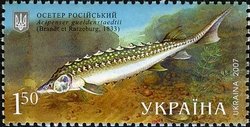 Colnect-560-076-Russian-Sturgeon-Acipenser-gueldenstaedtii.jpg