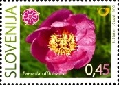 Colnect-718-048-Slovene-Peony---Paeonia-officinalis.jpg