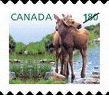 Colnect-1178-371-Moose-Alces-alces.jpg