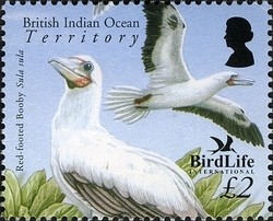 Colnect-1425-658-Red-footed-Booby-Sula-sula.jpg