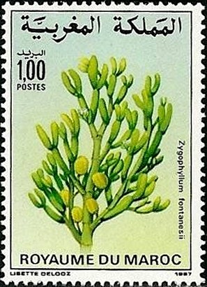 Colnect-2274-909-Zygophyllum-fontanesii.jpg