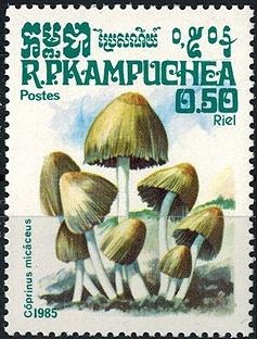 Colnect-2906-463-Coprinus-micaceus.jpg