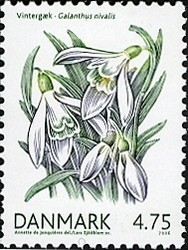 Colnect-411-874-Snowdrop-Galanthus-nivalis.jpg