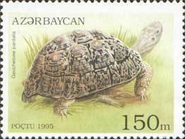 Colnect-1093-202-Leopard-Tortoise-Testudo-pardalis.jpg