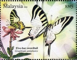 Colnect-1437-432-Five-bar-Swordtail-Graphium-antiphates.jpg