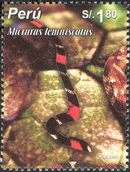 Colnect-1557-461-South-American-Coral-Snake-Micrurus-lemniscatus.jpg