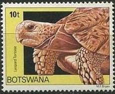 Colnect-1753-359-Leopard-Tortoise-Testudo-pardalis.jpg