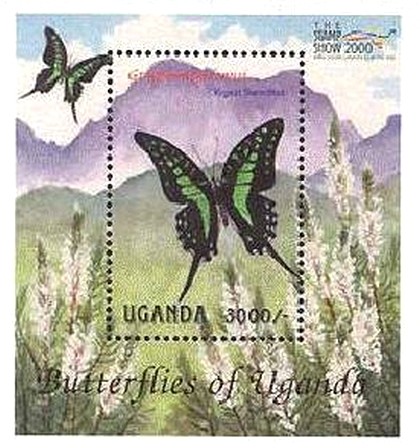 Colnect-2613-265-Kigezi-Swordtail-Graphium-gudenusi.jpg