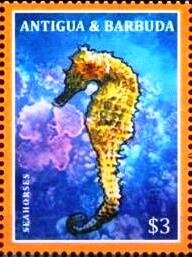 Colnect-5942-806-Seahorse-Hippocampus-sp.jpg